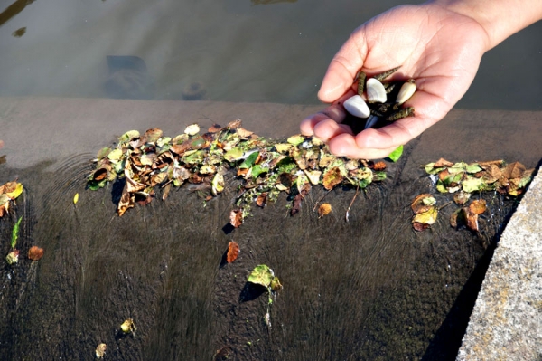 Creation of Naturals leafs: Step 1